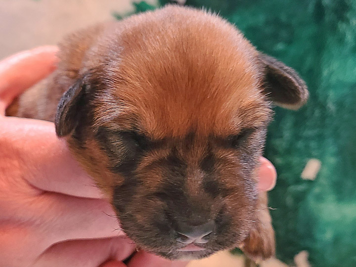 chinook puppy